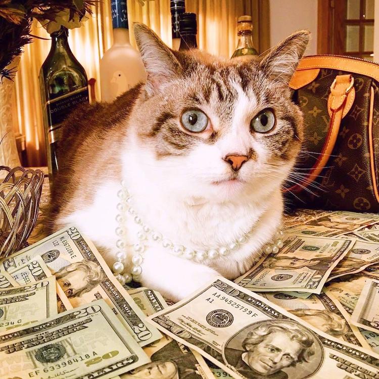 可爱萌系列宠物微信头像