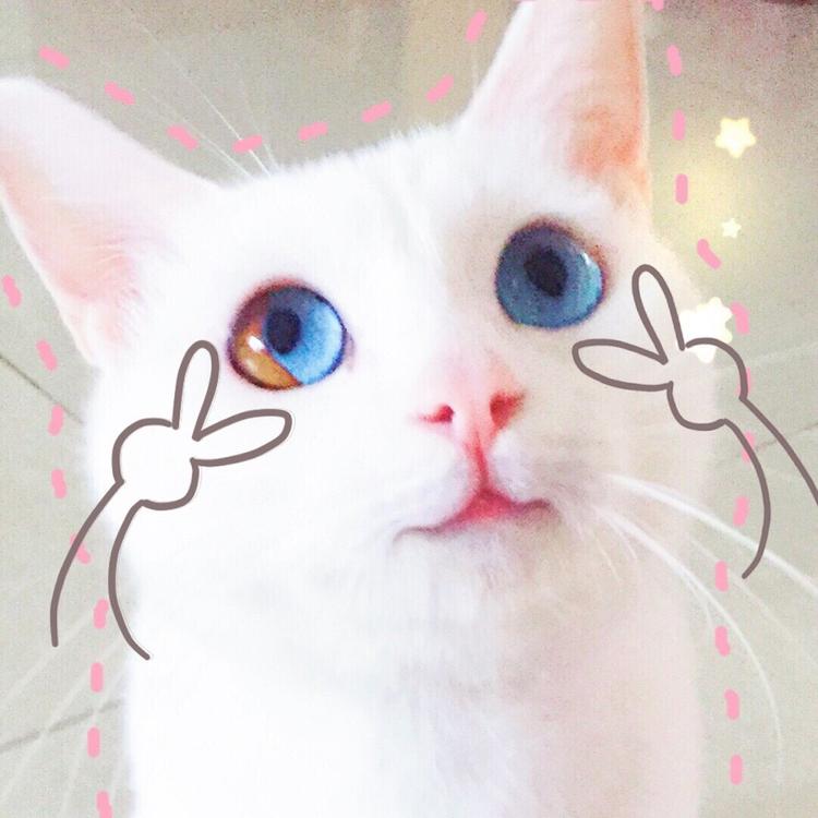 可爱萌系列宠物微信头像