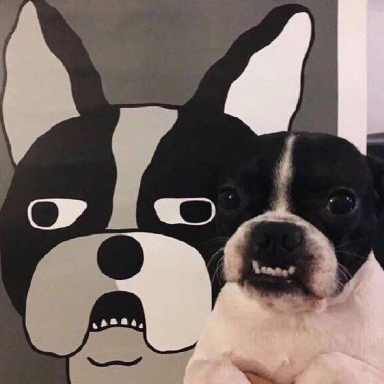 可爱萌系列宠物微信头像