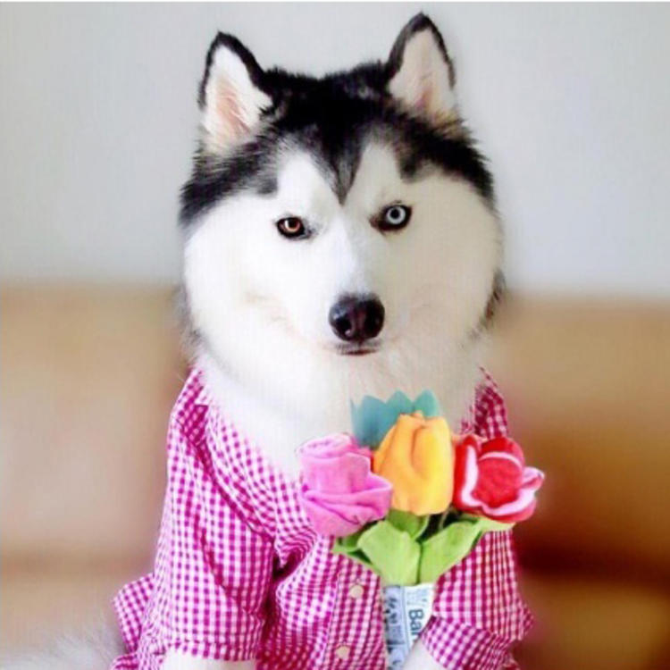 可爱萌系列宠物微信头像