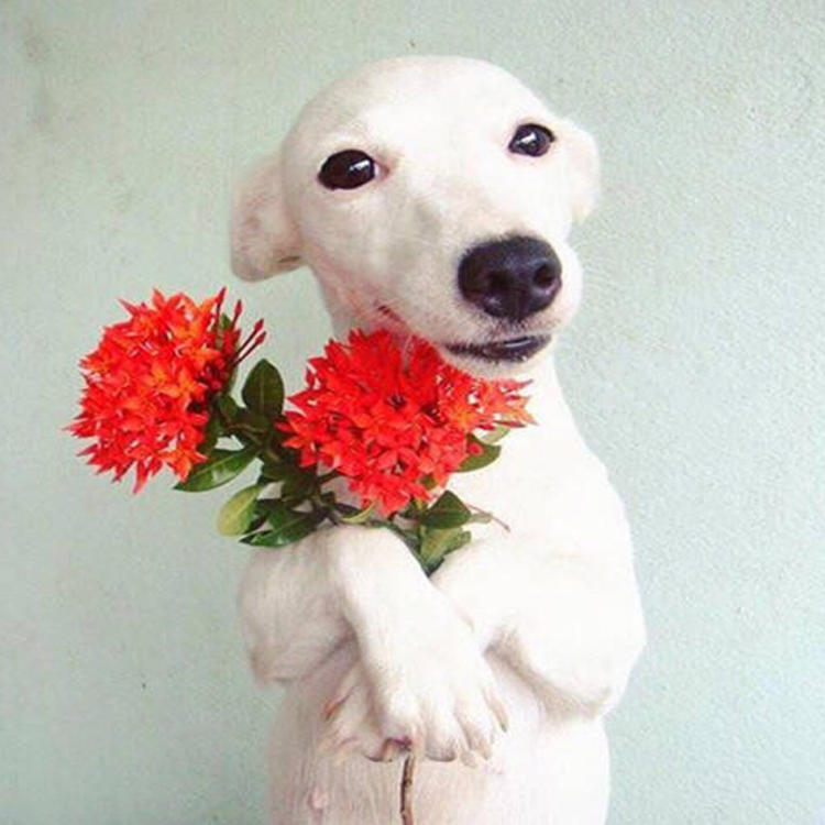 可爱萌系列宠物微信头像