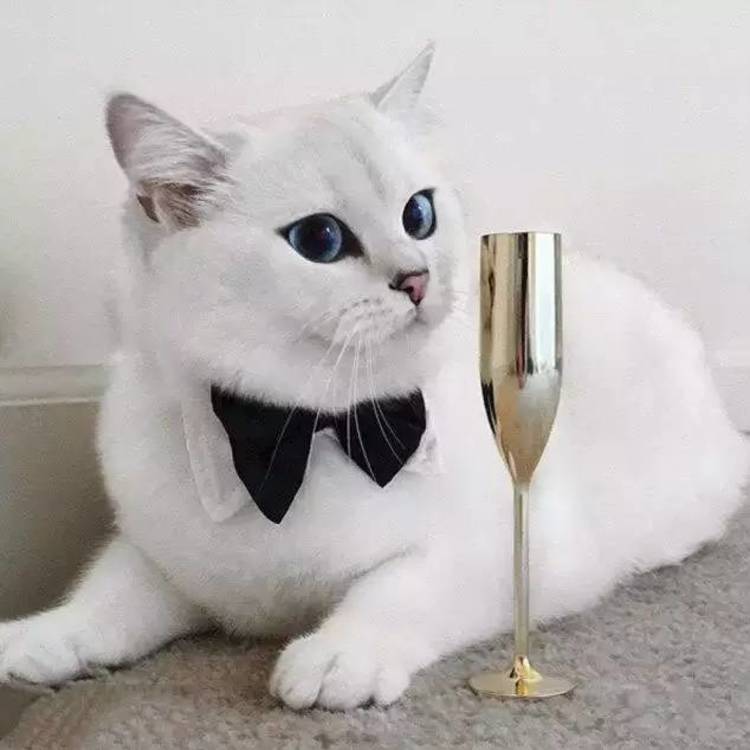 可爱萌系列宠物微信头像