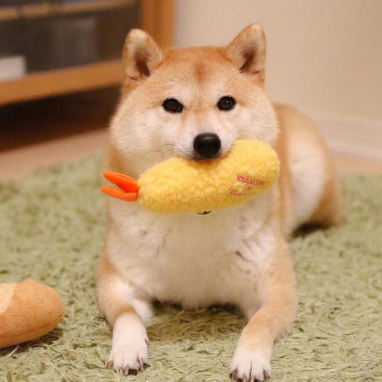 可爱萌系列宠物微信头像