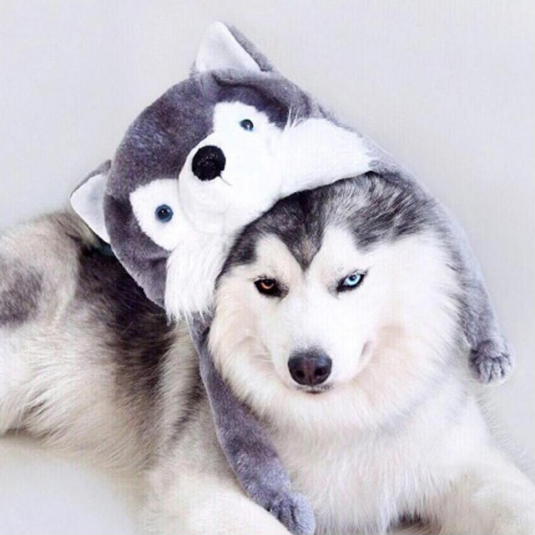 可爱萌系列宠物微信头像