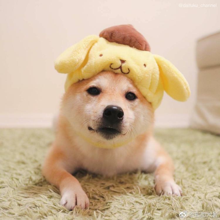 可爱萌系列宠物微信头像