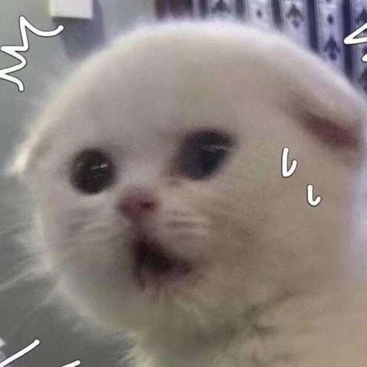 可爱萌系列宠物微信头像