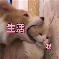 微信搞笑系列表情包