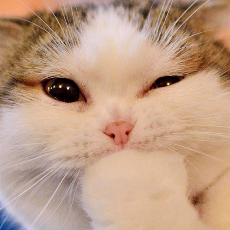 可爱萌系列宠物微信头像