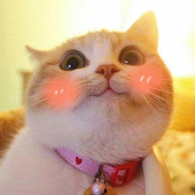 可爱萌系列宠物微信头像