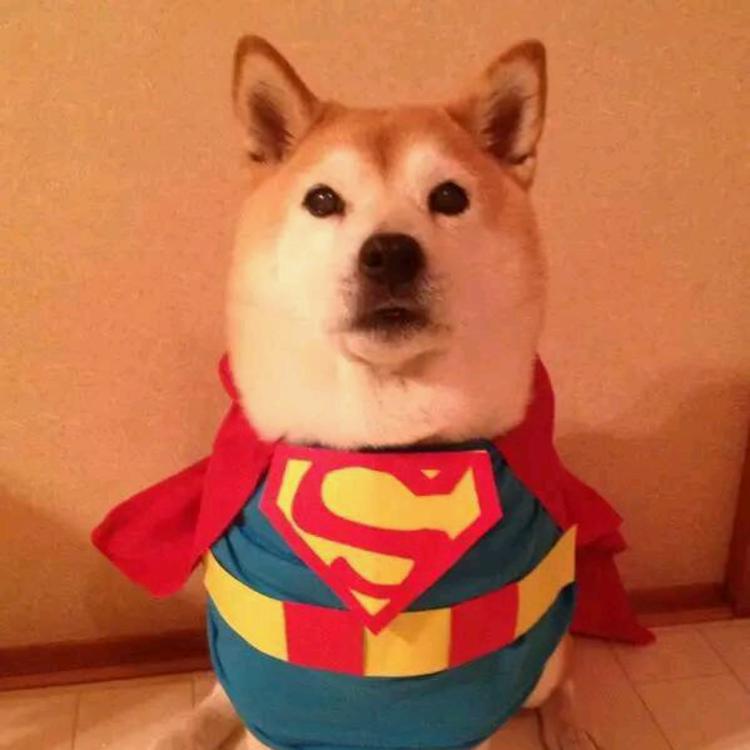 可爱萌系列宠物微信头像