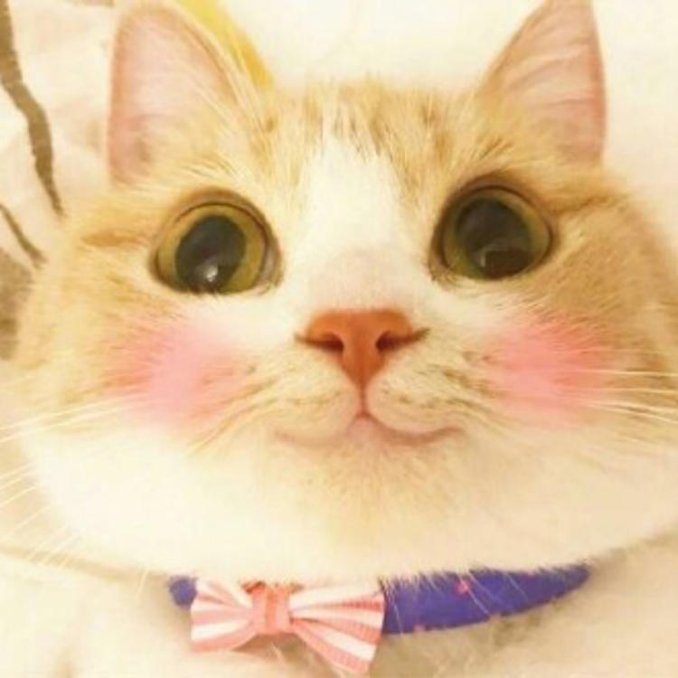 可爱萌系列宠物微信头像