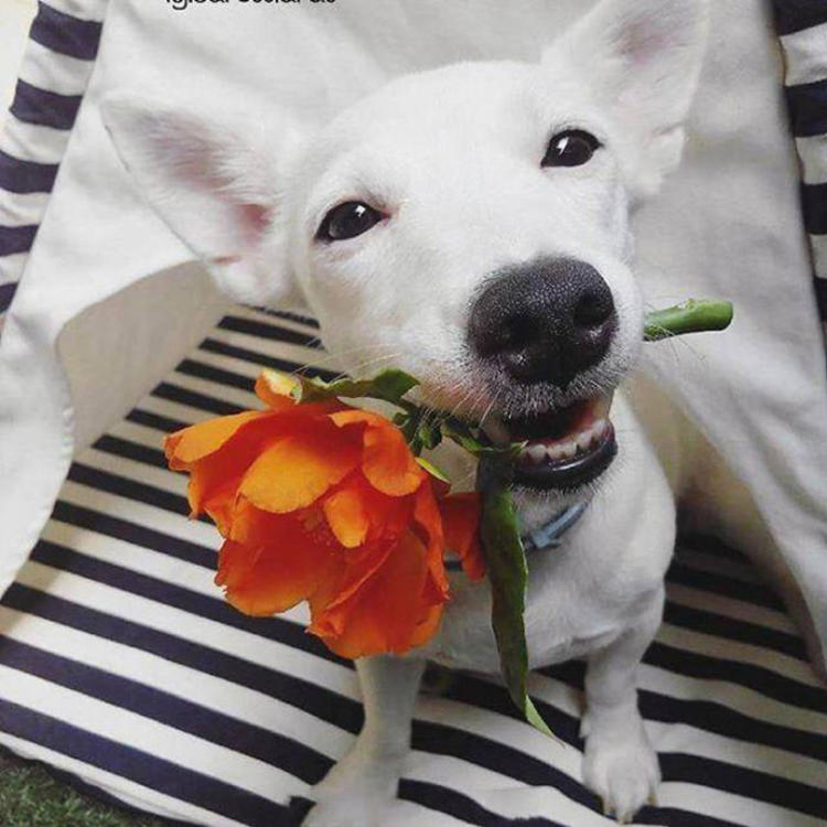 可爱萌系列宠物微信头像