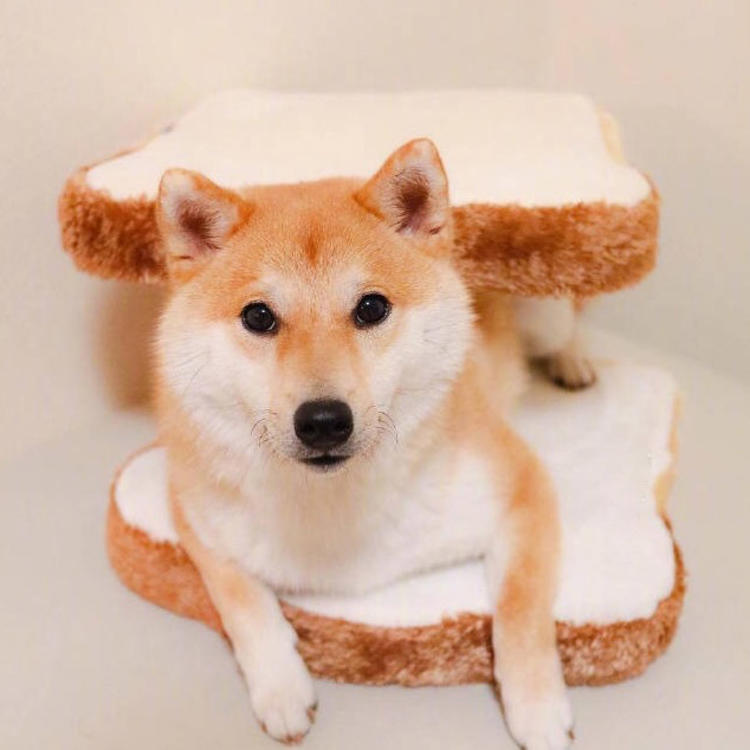 可爱萌系列宠物微信头像