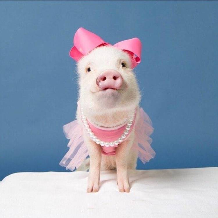 可爱萌系列宠物微信头像