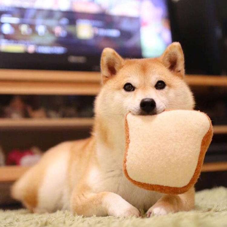 可爱萌系列宠物微信头像