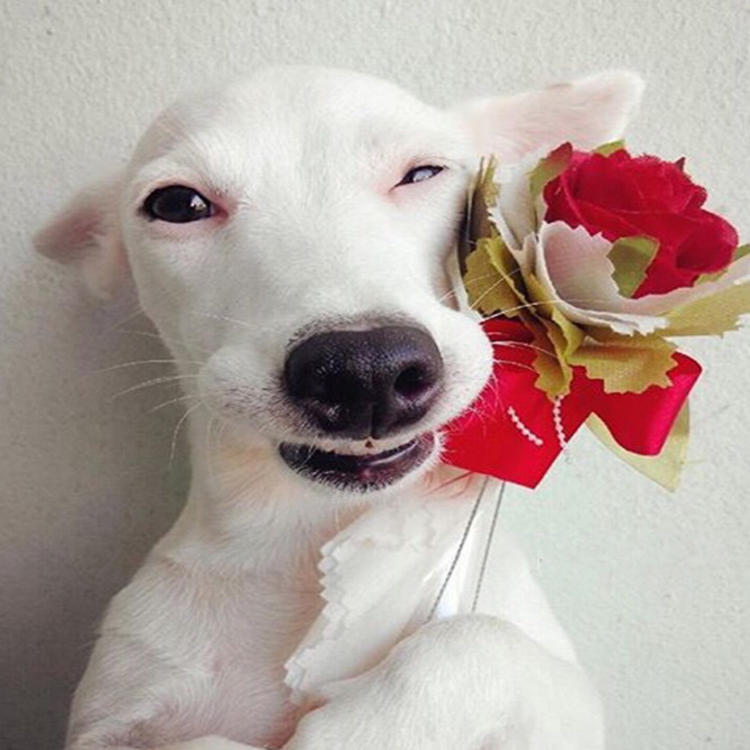 可爱萌系列宠物微信头像