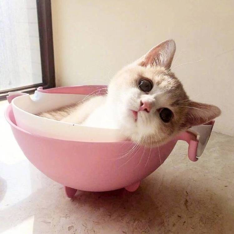 可爱萌系列宠物微信头像