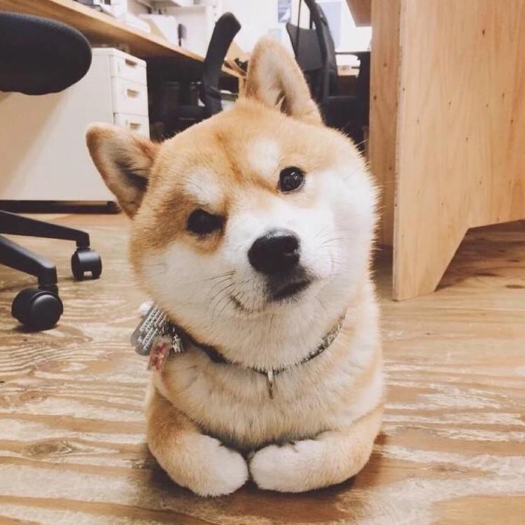 可爱萌系列宠物微信头像