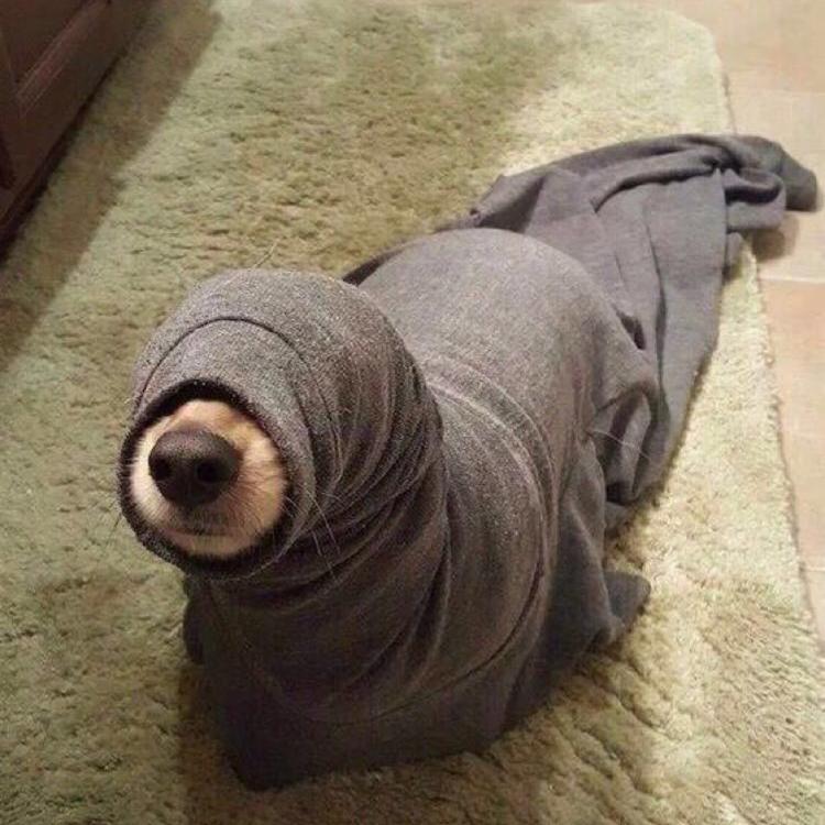 可爱萌系列宠物微信头像