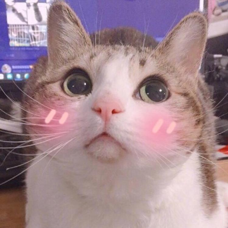 可爱萌系列宠物微信头像