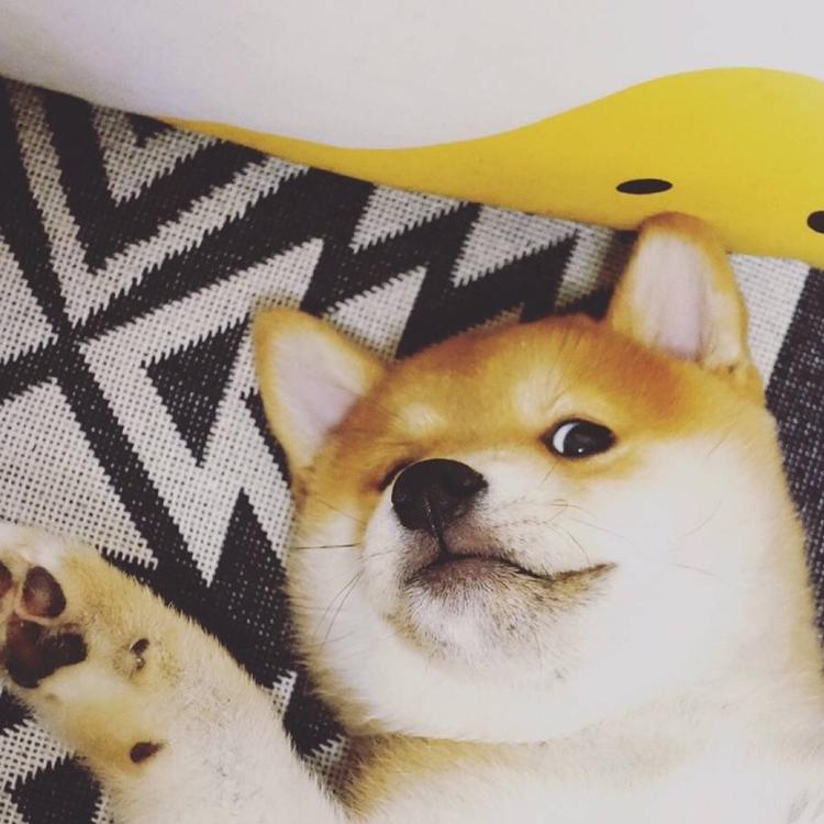 可爱萌系列宠物微信头像