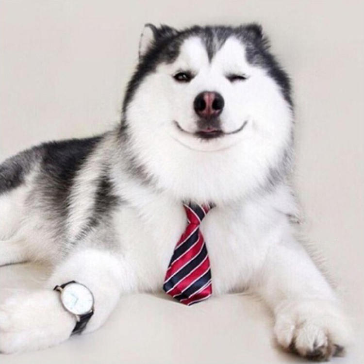 可爱萌系列宠物微信头像