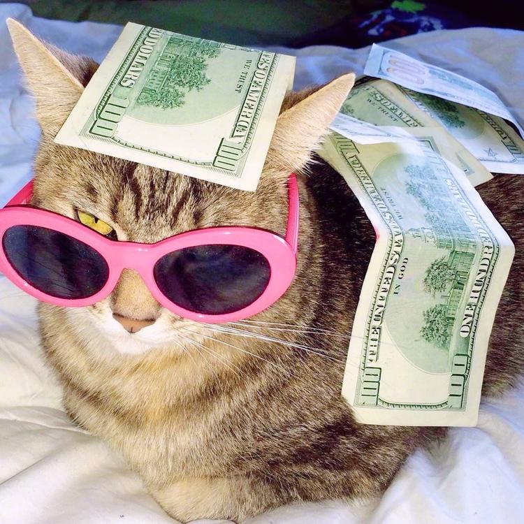 可爱萌系列宠物微信头像