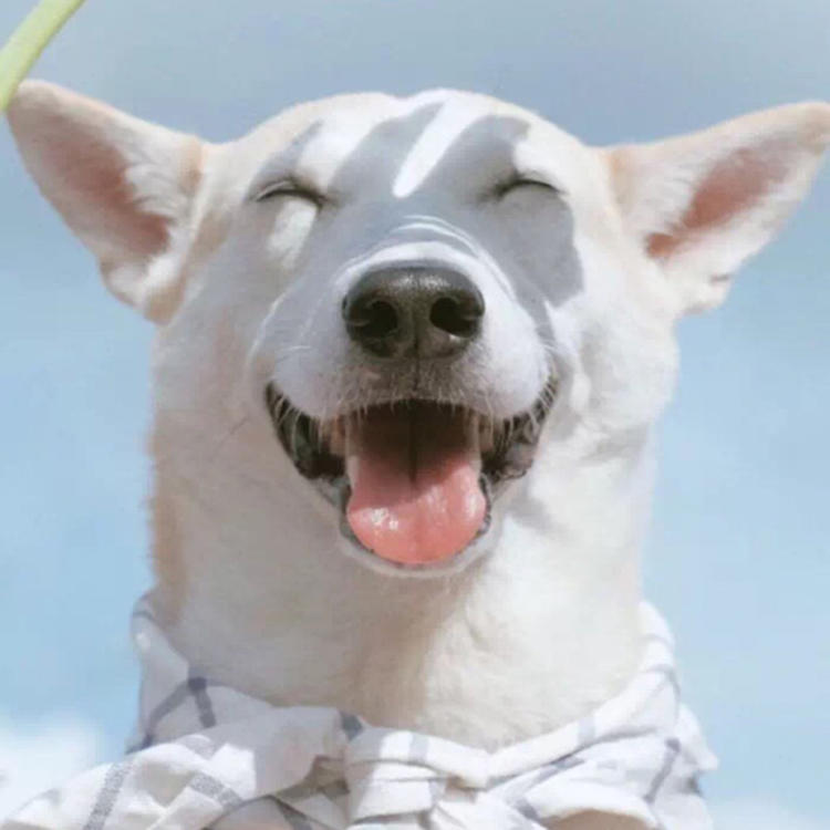 可爱萌系列宠物微信头像