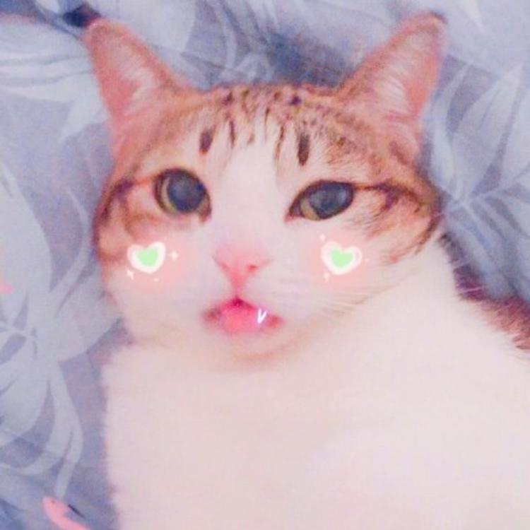 可爱萌系列宠物微信头像