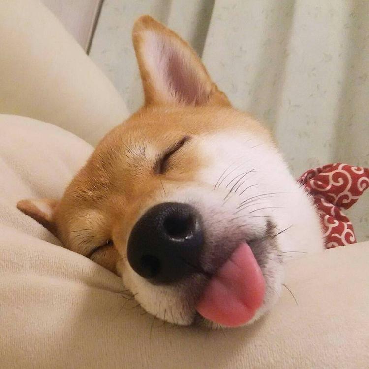 可爱萌系列宠物微信头像