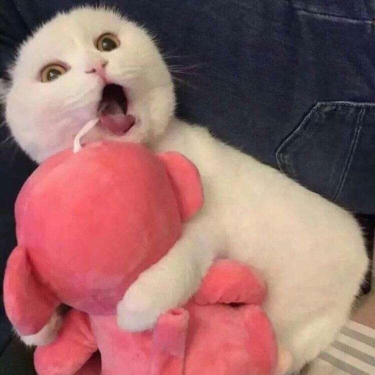 可爱萌系列宠物微信头像