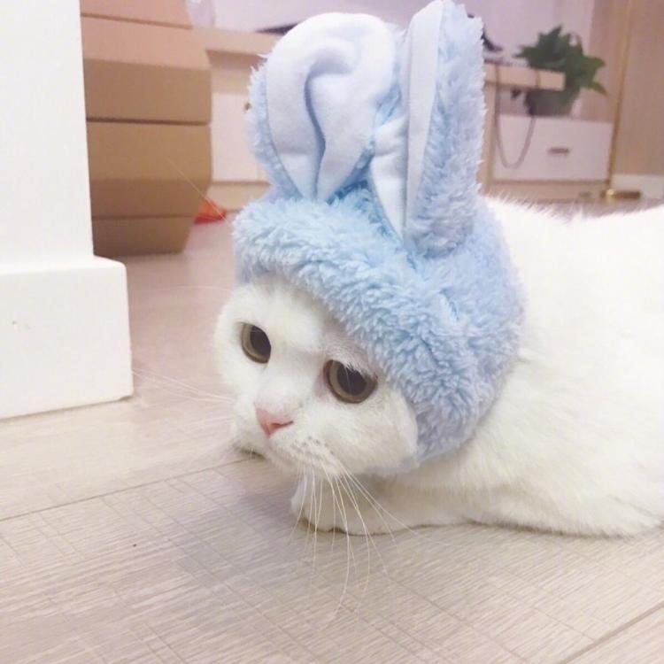 可爱萌系列宠物微信头像