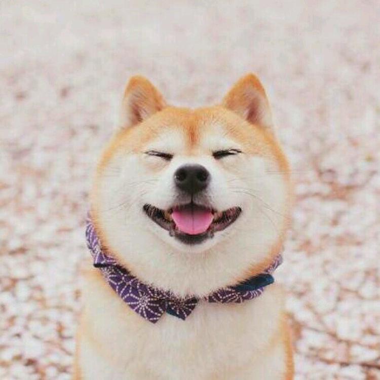 可爱萌系列宠物微信头像