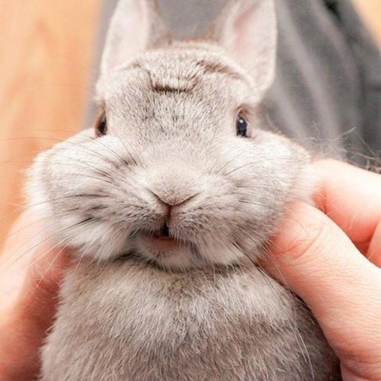 可爱萌系列宠物微信头像