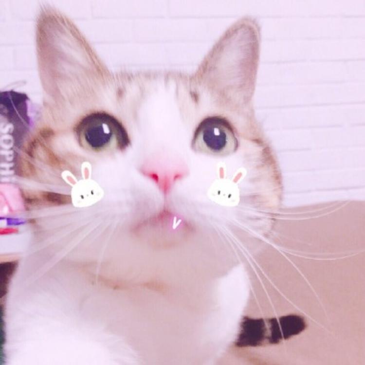 可爱萌系列宠物微信头像