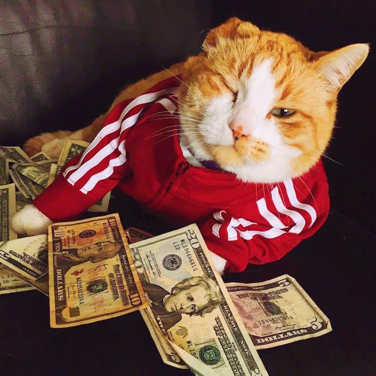 可爱萌系列宠物微信头像