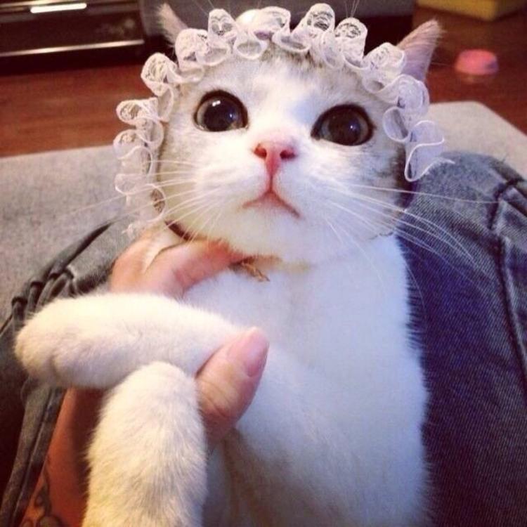 可爱萌系列宠物微信头像