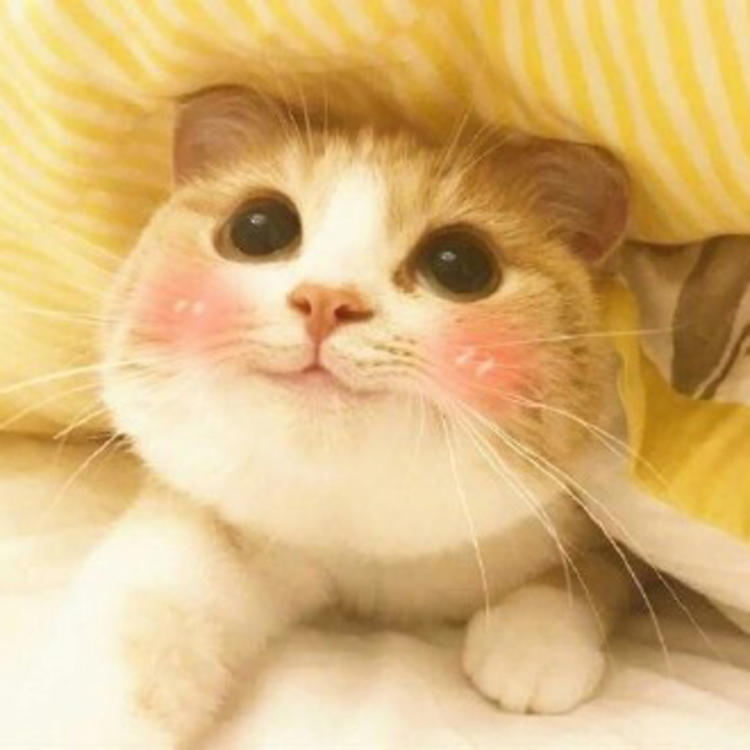 可爱萌系列宠物微信头像