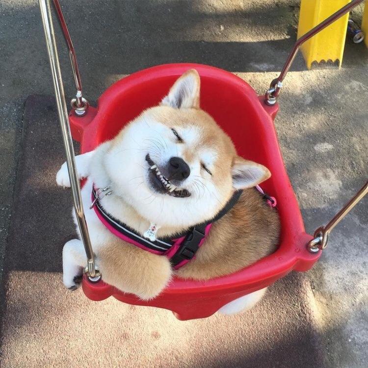 可爱萌系列宠物微信头像