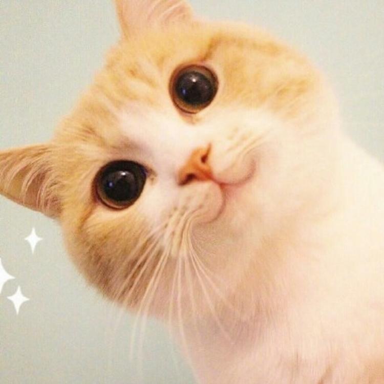 可爱萌系列宠物微信头像