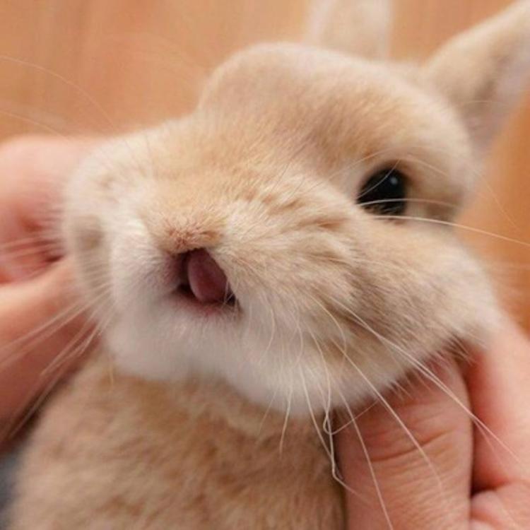 可爱萌系列宠物微信头像