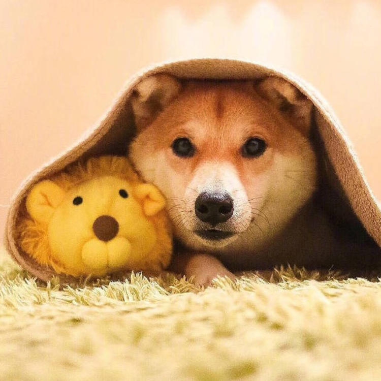 可爱萌系列宠物微信头像