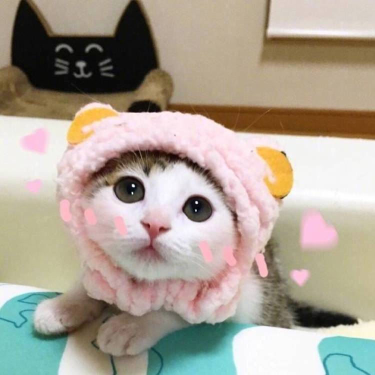 可爱萌系列宠物微信头像