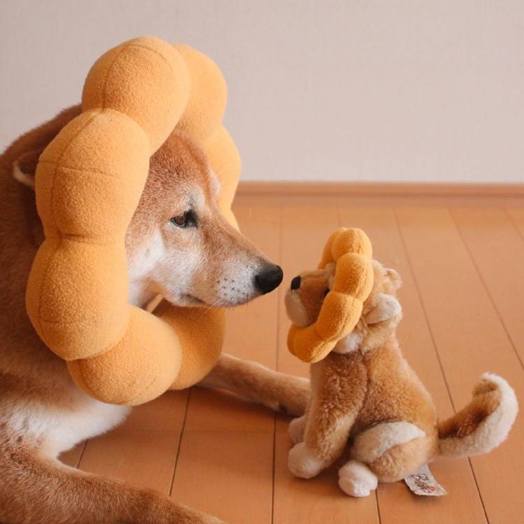 可爱萌系列宠物微信头像