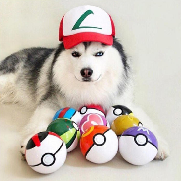 可爱萌系列宠物微信头像