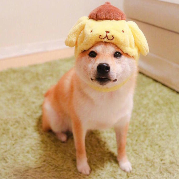 可爱萌系列宠物微信头像