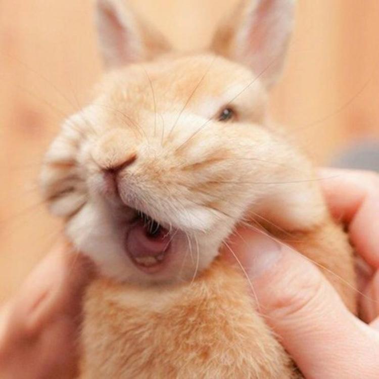 可爱萌系列宠物微信头像