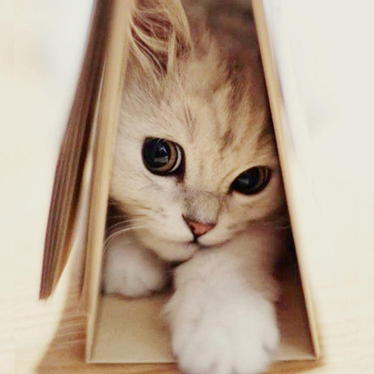 可爱萌系列宠物微信头像