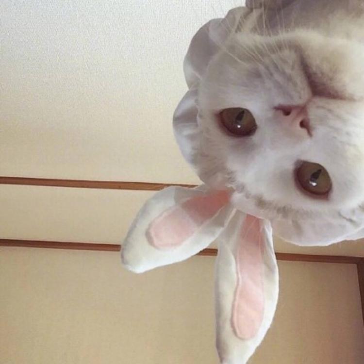 可爱萌系列宠物微信头像