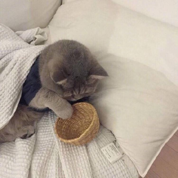 可爱萌系列宠物微信头像